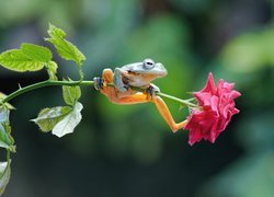 Żaba na gałązce róży