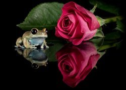 Żaba obok czerwonej róży