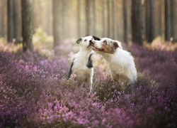 Border collie, Las, Wrzos