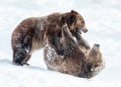 Zabawa niedźwiedzi brunatnych na śniegu