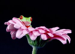 Żabka na różowym kwiatku