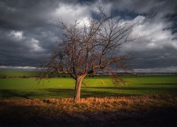 Zachmurzone niebo nad polami