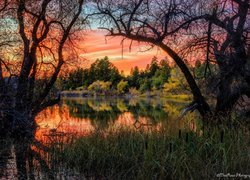 Zachód słońca, Jezioro, Goldwater Lake, Drzewa, Gałęzie, Szuwary, Prescott, Stan Arizona, Stany Zjednoczone