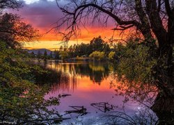 Zachód słońca, Jezioro, Goldwater Lake, Drzewa, Gałęzie, Prescott, Stan Arizona, Stany Zjednoczone