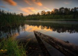 Jezioro Green Timbers, Drzewa, Trawa, Zachód słońca, Kłoda, Surrey, Kolumbia Brytyjska, Kanada