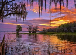 Stany Zjednoczone, Stan Floryda, Zachód słońca, Jezioro Istokpoga, Drzewa