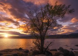 Jezioro Tyrifjorden, Zachód słońca, Chmury, Drzewo, Okręg Buskerud, Norwegia