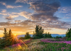 Stany Zjednoczone, Stan Alaska, Butte, Łąka, Zachód słońca, Chmury, Drzewa, Kwiaty Promienie słońca