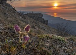 Góry Krymskie, Skały, Polana, Kwiaty, Sasanki, Masyw Demerdżi, Morze, Zachód słońca, Ukraina