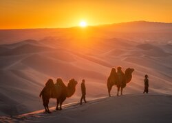 Mongolia, Pustynia, Gobi, Wydmy, Karawana, Wielbłądy, Człowiek, Zachód słońca