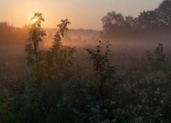 Zachód słońca nad zamgloną łąką