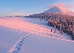 Zachód słońca nad zimowym lasem świerkowym w górach