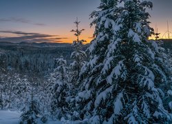 Zachód słońca nad zimowym lasem