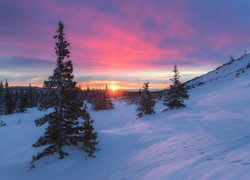 Zachód słońca nad zimowym wzgórzem z drzewami