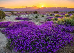 Zachód słońca w Parku stanowym Anza-Borrego Desert