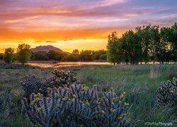 Góra, Drzewa, Rośliny, Trawa, Zachód słońca, Prescott, Arizona, Stany Zjednoczone