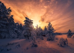 Zima, Śnieg, Las, Drzewa, Zachód słońca