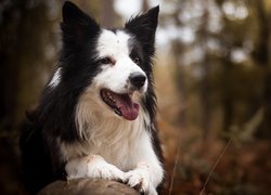 Pies, Border collie, Rozmyte tło