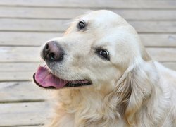 Pies, Golden retriever, Pyszczek