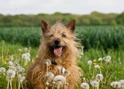 Zadowolony pies rasy cairn terrier na łące pośród dmuchawców mniszka lekarskiego
