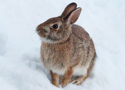 Zima, Śnieg, Zając