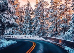 Zakręt asfaltowej drogi wśród zimowych drzew
