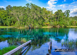 Stany Zjednoczone, Floryda, Park Stanowy Rainbow Springs, Jezioro, Pomost, Szuwary, Drzewa