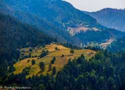 Góry, Doliny, Drzewa, Pola, Zalesione, Wzgórza