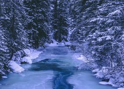 Zamarznięta rzeka w zimowym lesie