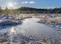 Zamarznięte jeziorko z widokiem na las