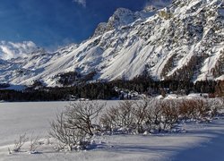 Ośnieżone, Góry, Alpy Szwajcarskie, Jezioro Silsersee, Krzewy, Kanton Gryzonia, Szwajcaria