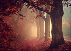 Zamglona droga pośród jesiennych drzew
