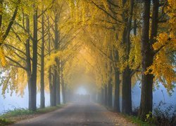 Zamglona droga pośród wysokich jesiennych drzew