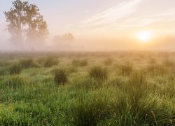 Łąka, Drzewa, Wschód słońca, Mgła, Trawy