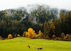 Zamglone drzewa i krowy pasące się na łące