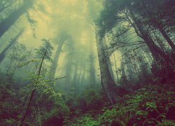 Las, Drzewa, Roślinność, Mgła