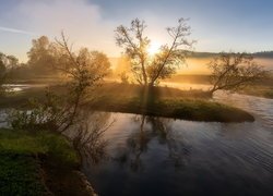 Zamglone drzewa nad rzeką o wschodzie słońca