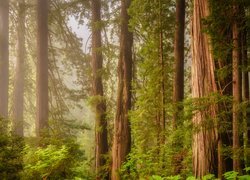 Zamglone drzewa w Parku Narodowym Redwood w Kalifornii