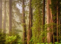 Stany Zjednoczone, Stan Kalifornia, Park Narodowy Redwood, Las, Mgła, Drzewa, Sekwoje