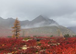 Zamglone góry na Kołymie jesienią
