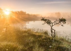 Wschód słońca, Promienie słońca, Mgła, Jezioro, Trawa, Drzewa, Sosna