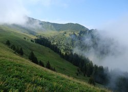 Zamglone lasy na zboczach gór