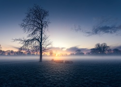 Wschód słońca, Mgła, Drzewa, Pole
