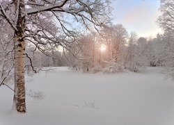 Zamglone słońce między ośnieżonymi drzewami