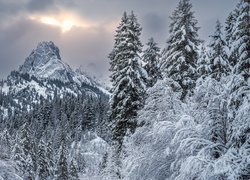 Zima, Góry, Las, Ośnieżone, Drzewa, Chmury