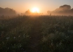 Zamglone słońce nad łąkami