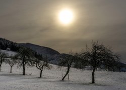 Zamglone słońce nad ośnieżonymi drzewami w sadzie i górami