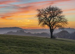 Zamglone wzgórza i drzewo na łące