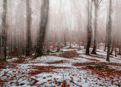 Zamglony brzozowy las przyprószony śniegiem