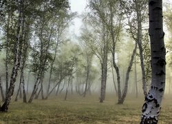 Las, Mgła, Brzozy